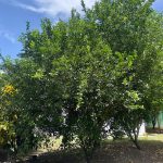 mandarina 3