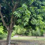 zona verde y mango 1